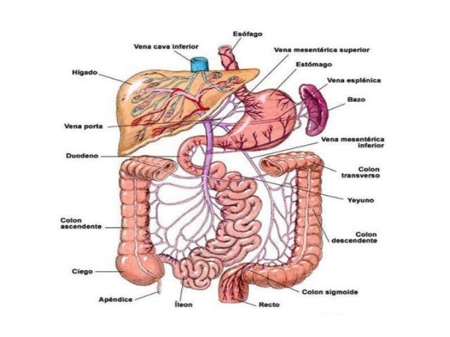 Resultado de imagen para FUNCION GASTROINTESTINAL