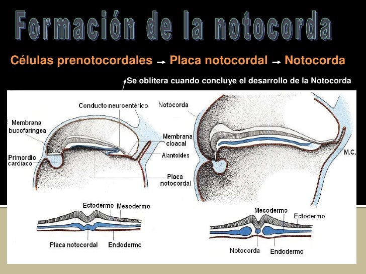 Clase de gastrulacion notocorda y neurulacion 2012