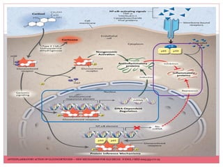 CORTICOESTEROIDES
MECANISMO DE ACCION
ANTIINFLAMMATORY ACTION OF GLUCOCORTICOIDS — NEW MECHANISMS FOR OLD DRUGS. N ENGL J MED 2005;353:1711-23
 