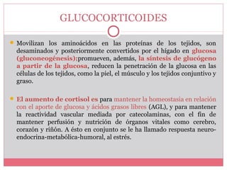 GLUCOCORTICOIDES
 Movilizan los aminoácidos en las proteínas de los tejidos, son
desaminados y posteriormente convertidos por el hígado en glucosa
(gluconeogénesis);promueven, además, la síntesis de glucógeno
a partir de la glucosa, reducen la penetración de la glucosa en las
células de los tejidos, como la piel, el músculo y los tejidos conjuntivo y
graso.
 El aumento de cortisol es para mantener la homeostasia en relación
con el aporte de glucosa y ácidos grasos libres (AGL), y para mantener
la reactividad vascular mediada por catecolaminas, con el fin de
mantener perfusión y nutrición de órganos vitales como cerebro,
corazón y riñón. A ésto en conjunto se le ha llamado respuesta neuro-
endocrina-metabólica-humoral, al estrés.
 