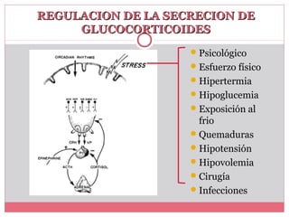 REGULACION DE LA SECRECION DEREGULACION DE LA SECRECION DE
GLUCOCORTICOIDESGLUCOCORTICOIDES
Psicológico
Esfuerzo físico
Hipertermia
Hipoglucemia
Exposición al
frio
Quemaduras
Hipotensión
Hipovolemia
Cirugía
Infecciones
 