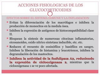 ACCIONES FISIOLOGICAS DE LOS
GLUCOCORTICOIDES
EFECTOS SOBRE EL SISTEMA INMUNE Y LA INFLAMACION
Evitan la diferenciación de los macrófagos e inhiben la
producción de monocitos en la medula ósea.
Inhiben la expresión de antígenos de histocompatibilidad clase
II.
Bloquean la síntesis de numerosas citocinas inflamatorias,
eicosanoides, oxido nítrico sintetasa inducible, etc. etc.
Reducen el recuento de eosinófilos y basófilos en sangre.
Inhiben la liberación de histamina y leucotrienos, inhiben la
degranulación de los mastocitos.
 Inhiben la actividad de la fosfolipasa A2, reduciendoInhiben la actividad de la fosfolipasa A2, reduciendo
la expresión de ciclooxigenasa 2la expresión de ciclooxigenasa 2, mientras que la
ciclooxigenasa 1 se ve poco afectada.
 