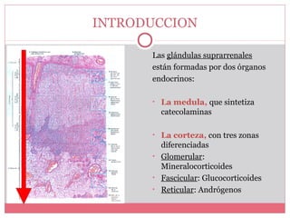 Las glándulas suprarrenales
están formadas por dos órganos
endocrinos:
• La medula, que sintetiza
catecolaminas
• La corteza, con tres zonas
diferenciadas
• Glomerular:
Mineralocorticoides
• Fascicular: Glucocorticoides
• Reticular: Andrógenos
INTRODUCCION
 