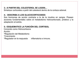 3.- A PARTIR DEL COLESTEROL SE LOGRA…
Sintetizar corticoides a partir del colesterol dentro de la corteza adrenal.
4.- DESCRIBA A LOS GLUCOCORTICOIDES
Son hormonas de acción contraria a la de la insulina en sangre. Poseen
acciones fundamentales sobre el metabolismo hidrocarbonado, proteico y la
adaptación al estrés.
5.- ESQUEMATICE LA FUNCIÓN DEL CORTISOL
Conocido como Hidrocortisona
Acción:
*Regulación del Metabolismo
*Crecimiento
*Regulador en la respuesta inflamatoria e inmune.
 