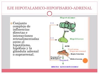EJE HIPOTALAMICO-HIPOFISARIO-ADRENAL
 