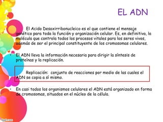 EL ADN
El Acido Desoxirribonucleico es el que contiene el mensaje
genético para toda la función y organización celular. Es, en definitiva, la
molécula que controla todos los procesos vitales para los seres vivos,
además de ser el principal constituyente de los cromosomas celulares.
• El ADN lleva la información necesaria para dirigir la síntesis de
proteínas y la replicación.
Replicación:  conjunto de reacciones por medio de las cuales el
ADN se copia a sí mismo.
• En casi todos los organismos celulares el ADN está organizado en forma
de cromosomas, situados en el núcleo de la célula.
 