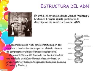 ESTRUCTURA DEL ADN
En 1953, el estadounidense James Watson y
el británico Francis Crick publicaron la
primera descripción de la estructura del ADN.
• Cada molécula de ADN está constituida por dos
cadenas o bandas formadas por un elevado número
de compuestos químicos llamados nucleótidos.
• Cada nucleótido está formado por tres unidades:
una molécula de azúcar llamada desoxirribosa, un
grupo fosfato y bases nitrogenadas (Adenina, Guanina
Citosina y Timina.)
 