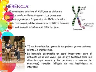 HERENCIA:
 El cromosoma contiene el ADN, que se divide en
pequeñas unidades llamadas genes.  Los genes son
pequeños segmentos o fragmentos de ADN contenidos
en los cromosomas y determinan características humanas
específicas, como la estatura o el color del pelo. 
 Tú has heredado los genes de tus padres, ya que cada uno
aporta 23 cromosomas.
 La herencia desempeña un papel importante, pero el
ambiente en el que vives (que influye factores como los
alimentos que comes y las personas con quienes te
relacionas) también influyen en tus habilidades e
intereses.
 
