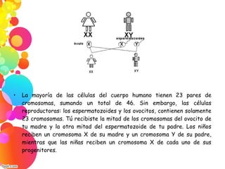 • La mayoría de las células del cuerpo humano tienen 23 pares de
cromosomas, sumando un total de 46. Sin embargo, las células
reproductoras: los espermatozoides y los ovocitos, contienen solamente
23 cromosomas. Tú recibiste la mitad de los cromosomas del ovocito de
tu madre y la otra mitad del espermatozoide de tu padre. Los niños
reciben un cromosoma X de su madre y un cromosoma Y de su padre,
mientras que las niñas reciben un cromosoma X de cada uno de sus
progenitores.
 