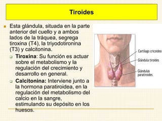 ◼ Esta glándula, situada en la parte
anterior del cuello y a ambos
lados de la tráquea, segrega
tiroxina (T4), la triyodotironina
(T3) y calcitonina.
❑ Tiroxina: Su función es actuar
sobre el metabolismo y la
regulación del crecimiento y
desarrollo en general.
❑ Calcitonina: Interviene junto a
la hormona paratiroidea, en la
regulación del metabolismo del
calcio en la sangre,
estimulando su depósito en los
huesos.
Tiroides
 