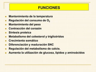 FUNCIONES
◼ Mantenimiento de la temperatura
◼ Regulación del consumo de O2
◼ Mantenimiento del peso
◼ Contracción del corazón
◼ Síntesis proteica
◼ Metabolismo del colesterol y triglicéridos
◼ Crecimiento somático
◼ Diferenciación y maduración SNC
◼ Regulación del metabolismo de calcio.
◼ Aumenta la utilización de glucosa, lípidos y aminoácidos
 