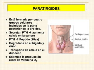 PARATIROIDES
Está formada por cuatro
grupos celulares
incluidos en la parte
posterior de la tiroides.
Secretan PTH → aumenta
calcio en la sangre
PTH → Péptido (28aa)
Degradada en el hígado y
riñón
Transporte de calcio en el
duodeno
Estimula la producción
renal de Vitamina D3
 