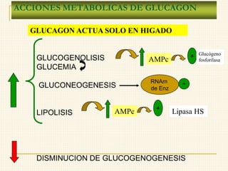 ACCIONES METABOLICAS DE GLUCAGON
GLUCOGENOLISIS
GLUCEMIA
GLUCONEOGENESIS
LIPOLISIS
DISMINUCION DE GLUCOGENOGENESIS
AMPc + Glucógeno
fosforilasa
Lipasa HS
AMPc +
RNAm
de Enz
+
GLUCAGON ACTUA SOLO EN HIGADO
 