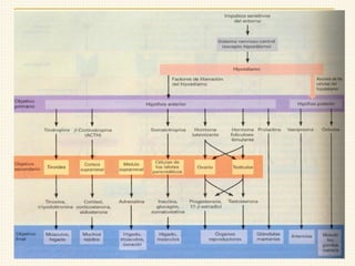 CLASES DE HORMONA.pdf