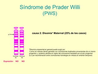 Síndrome de Prader Willi 
(PWS) 
causa 2: Disomía* Maternal (25% de los casos) 
Expresión: NO NO 
*Disomía uniparental en general puede surgir por: 
1) error en meiosis dando gametas con cromosomas duplicados provenientes de un mismo 
progenitor y posterior pérdida en cigoto del cromosoma heredado por el otro progenitor 
2) o por recombinación entre cromosomas homólogos en mitosis en embrión temprano 
 