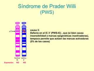 Síndrome de Prader Willi 
(PWS) 
causa 3: 
Defecto en el IC 3’ (PWS-IC) , que (si bien causa 
insensibilidad a marcas epigenéticas inactivadoras), 
tampoco permite que actúen las marcas activadoras 
(5% de los casos) 
Expresión: NO NO 
 