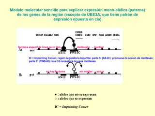 Modelo molecular sencillo para explicar expresión mono-alélica (paterna) 
de los genes de la región (excepto de UBE3A, que tiene patrón de 
expresión opuesto en cis) 
_____ _____ 
factores específ de línea germ fem metilación → inactivo 
IC = Imprinting Center; región regulatoria bipartita: parte 5’ (AS-IC): promueve la acción de metilasas; 
parte 3’ (PWS-IC): isla CG receptora de esas metilasas 
no hay factores sin metilar → activo 
● : alelos que no se expresan 
○ : alelos que se expresan 
IC = Imprinting Center 
p 
 