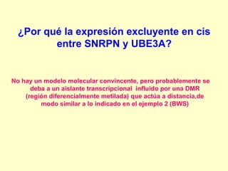 ¿Por qué la expresión excluyente en cis 
entre SNRPN y UBE3A? 
No hay un modelo molecular convincente, pero probablemente se 
deba a un aislante transcripcional influido por una DMR 
(región diferencialmente metilada) que actúa a distancia,de 
modo similar a lo indicado en el ejemplo 2 (BWS) 
 