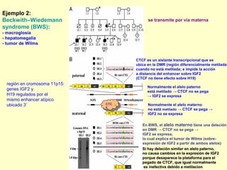 - 
Ejemplo 2: 
Beckwith–Wiedemann 
syndrome (BWS): 
- macroglosia 
- hepatomegalia 
- tumor de Wilms 
región en cromosoma 11p15: 
genes IGF2 y 
H19 regulados por el 
mismo enhancer atípico 
ubicado 3’ 
se transmite por vía materna 
CTCF es un aislante transcripcional que se 
ubica en la DMR (región diferencialmente metilada) 
cuando no está metilada; e impide la acción 
a distancia del enhancer sobre IGF2 
(CTCF no tiene efecto sobre H19) 
enhancer 
Normalmente el alelo materno 
no está metilado → CTCF se pega → 
IGF2 no se expresa 
En BWS, el alelo materno tiene una deleción 
en DMR → CTCF no se pega → 
IGF2 se expresa, 
lo cual explica el tumor de Wilms (sobre-expresión 
de IGF2 a partir de ambos alelos) 
● 
CTC 
F 
CTC 
F 
Normalmente el alelo paterno 
está metilado → CTCF no se pega 
→ IGF2 se expresa 
Si hay deleción similar eenn aalleelloo ppaatteerrnnoo,, 
nnoo ccaauussaa ccaammbbiiooss eenn llaa eexxpprreessiióónn ddee IIGGFF22 
ppoorrqquuee ddeessaappaarreeccee llaa ppllaattaaffoorrmmaa ppaarraa eell 
ppeeggaaddoo ddee CCTTCCFF,, qquuee iigguuaall nnoorrmmaallmmeennttee 
eess iinneeffeeccttiivvaa ddeebbiiddoo aa mmeettiillaacciioonn 
 