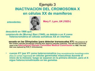 Ejemplo 3 
INACTIVACION DEL CROMOSOMA X 
en células XX de mamíferos 
antecedentes: 
Mary F. Lyon, UK (1925-) 
descubrió en 1966 que: 
corpúsculo de (Murray) Barr (1949), es debido a un X como 
heterocromatina en células somáticas XX en interfase 
sexado en las Olimpíadas (para detectar transexuales XY): the presence of 
Barr bodies indicates femaleness whereas their absence indicates maleness. This test was previously 
used in the International Olympic Committee Medical Commission in 1968. This test 
later was replaced by PCR (Y chromosome). 
• cuerpo XY (par XY como heterocromatina [hay recombinación homóloga entre 
ellos en cortas regiones]) en células germinales masculinas durante el 
inicio de la meiosis; luego se separan en la primera división, pero el X 
sigue heterocromatinizado en las gametas 
 
