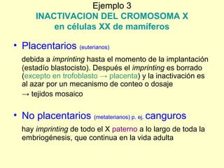Ejemplo 3 
INACTIVACION DEL CROMOSOMA X 
en células XX de mamíferos 
• Placentarios (euterianos) 
debida a imprinting hasta el momento de la implantación 
(estadío blastocisto). Después el imprinting es borrado 
(excepto en trofoblasto → placenta) y la inactivación es 
al azar por un mecanismo de conteo o dosaje 
→ tejidos mosaico 
• No placentarios (metaterianos) p. ej. canguros 
hay imprinting de todo el X paterno a lo largo de toda la 
embriogénesis, que continua en la vida adulta 
 