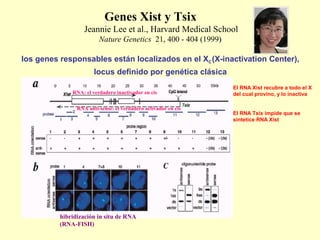 Genes Xist y Tsix 
Jeannie Lee et al., Harvard Medical School 
Nature Genetics 21, 400 - 404 (1999) 
los genes responsables están localizados en el XIC (X-inactivation Center), 
locus definido por genética clásica 
RNA: el verdadero inactivador en cis 
RNA anti-sense: el verdadero activador en cis 
hibridización in situ de RNA 
(RNA-FISH) 
El RNA Xist recubre a todo el X 
del cual provino, y lo inactiva 
El RNA Tsix impide que se 
sintetice RNA Xist 
 