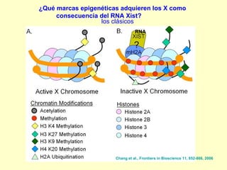 ¿Qué marcas epigenéticas adquieren los X como 
consecuencia del RNA Xist? 
RNA 
los clásicos 
Chang et al., Frontiers in Bioscience 11, 852-866, 2006 
 
