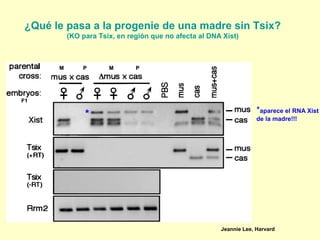 ¿Qué le pasa a la progenie de una madre sin Tsix? 
(KO para Tsix, en región que no afecta al DNA Xist) 
*aparece el RNA Xist 
de la madre!!! * 
Jeannie Lee, Harvard 
M P M PP 
FF11 
 