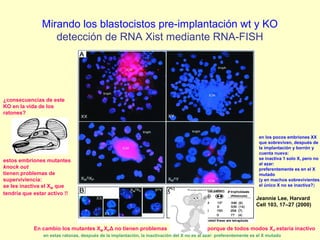Mirando los blastocistos pre-implantación wt y KO 
detección de RNA Xist mediante RNA-FISH 
¿consecuencias de este 
KO en la vida de los 
ratones? 
estos embriones mutantes 
knock out 
tienen problemas de 
superviviencia: 
se les inactiva el XM que 
tendría que estar activo !! 
en los pocos embriones XX 
que sobreviven, después de 
la implantación y borrón y 
cuenta nueva: 
se inactiva 1 solo X, pero no 
al azar: 
preferentemente es en el X 
mutado 
(y en machos sobrevivientes, 
el único X no se inactiva?) 
Jeannie Lee, Harvard 
Cell 103, 17–27 (2000) 
En cambio los mutantes XM XPΔ no tienen problemas porque de todos modos XP estaría inactivo 
en estas ratonas, después de la implantación, la inactivación del X no es al azar: preferentemente es el X mutado 
 