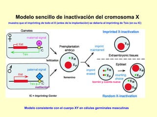 Modelo sencillo de inactivación del cromosoma X 
muestra que el imprinting de todo el X (antes de la implantación) se deberia al imprinting de Tsix (en su IC) 
metilación? 
borrón y cuenta nueva 
IC = Imprinting Center 
femenino 
Modelo consistente con el cuerpo XY en células germinales masculinas 
 