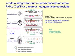 modelo integrador que muestra asociación entre 
RNAs Xist/Tsix y marcas epigenéticas conocidas 
Navarro et al. 
GENES & DEVELOPMENT (2005) 19:1474-1484 
Tsix induces efficient H3-K4 methylation ○ 
over the entire Xist/Tsix unit. 
RNA Xist 
origen Paterno 
RNA Tsix 
/ 
/ 
/ 
RNA Xist 
RNA Xist 
borrón y cuenta nueva 
Ojo!!!: 
metilación en K4H3 
al azar es marca activadora 
 