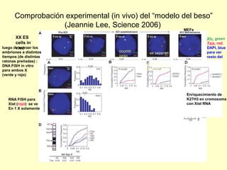 Comprobación experimental (in vivo) del “modelo del beso” 
(Jeannie Lee, Science 2006) 
ocurrió 
beso 
Xic, green 
Tsix, red. 
DAPI, blue 
para ver 
resto del 
nucleo 
XX ES 
cells in 
vivo 
luego de extraer los 
embriones a distintos 
tiempos (de distintas 
ratonas preñadas) : 
DNA FISH in vitro 
para ambos X 
(verde y rojo) 
RNA FISH para 
Xist (rojo): se ve 
En 1 X solamente 
MEFs 
Xic DNA, green 
Xist RNA, red 
Enriquecimiento de 
K27H3 en cromosoma 
con Xist RNA 
se separan 
 