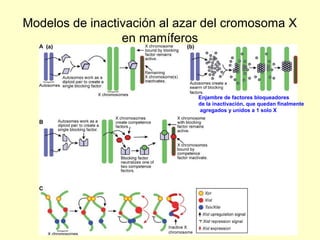 Modelos de inactivación al azar del cromosoma X 
en mamíferos 
Enjambre de factores bloqueadores 
de la inactivación, que quedan finalmente 
agregados y unidos a 1 solo X 
 