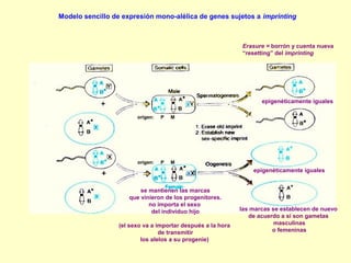 Modelo sencillo de expresión mono-alélica de genes sujetos a imprinting 
se mantienen las marcas 
que vinieron de los progenitores. 
no importa el sexo 
del individuo hijo 
(el sexo va a importar después a la hora 
de transmitir 
los alelos a su progenie) 
Erasure = borrón y cuenta nueva 
“resetting” del imprinting 
epigenéticamente iguales 
epigenéticamente iguales 
las marcas se establecen de nuevo 
de acuerdo a si son gametas 
masculinas 
o femeninas 
origen: P M 
origen: P M 
 