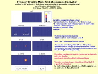 Symmetry-Breaking Model for X-Chromosome Inactivation 
modelo b) del “enjambre” de la diapo anterior mediante simulación computacional 
Mario Nicodemi & Antonella Prisco 
PHYSICAL REVIEW LETTERS (2007) 
Variables independientes a setear:: 
• constante cinética de difusion "k" de Arrhenius 
• E = energía entre moléculas de factor de activación 
(valor alto = molec. “pegajosa”) 
• distancia entre los dos X 
• tiempo 
Variable dependiente (output): 
distribución de moléculas en cada X 
When E = 0, a random walk diffusion is found. 
The evolution is drastically different for E = 2.4kT, where 
droplets (swarm) of particles are formed, ending up in a single 
cluster overing just one of the two equivalent chromosomes and, 
thus, breaking their binding symmetry. 
El modelo encaja mejor cuanto menor sea la distancia 
entre los dos Xs, 
consistente con el modelo intuitivo del beso 
También consistente con situación artificial de 3 X 
y queda 1 solo activo 
La molécula pegajosa de este modelo bien podria ser 
un activador de Tsix. Channnn! 
un X el otro X 
 