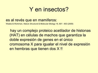 Y en insectos? 
es al revés que en mamiferos: 
Weake & Workman, Nature Structural & Molecular Biology 16, 801 - 803 (2009) 
hay un complejo proteico acetilador de histonas 
(HAT) en células de machos que garantiza la 
doble expresión de genes en el único 
cromosoma X para igualar el nivel de expresión 
en hembras que tienen dos X !! 
 