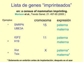 Lista de genes “imprinteados” 
en: a census of mammalian imprinting. 
Morison et al., Trends Genet. 21: 457-65 (2005 ) 
Ejemplos: cromosoma expresión 
SNRPN 
UBE3A 
15 paterna 
materna 
IGF2 
H19 
11 paterna 
materna 
Xist 
Tsix 
X paterna* 
materna* 
1 
2 
3 
* Solamente en embrión antes de implantación; después es al azar 
 