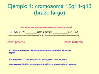 Ejemplo 1: cromosoma 15q11-q13 
(brazo largo) 
son genes que se expresan en sistema nervioso central 
IC SNRPN _______otros genes _________UBE3A 
←-----------------------------------36 Kb--------------------------------------→ 
expr. paterna expr: materna 
IC: “imprinting center”: region que controla el imprinting de toda la 
región 
SNRPN y UBE3A son de expresión excluyente en cis, es decir: 
si se expresa SNRPN, no se expresa UB3A en el mismo alelo, y viceversa 
 