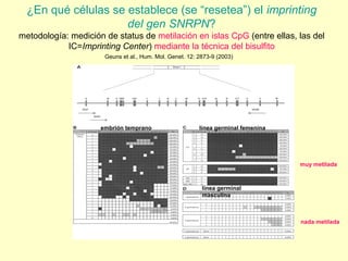 ¿En qué células se establece (se “resetea”) el imprinting 
del gen SNRPN? 
metodología: medición de status de metilación en islas CpG (entre ellas, las del 
IC=Imprinting Center) mediante la técnica del bisulfito 
Geuns et al., Hum. Mol. Genet. 12: 2873-9 (2003) 
embrión temprano línea germinal femenina 
línea germinal 
masculina 
muy metilada 
nada metilada 
 
