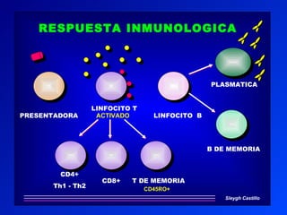 RESPUESTA INMUNOLOGICA



                                                PLASMATICA


                  LINFOCITO T
PRESENTADORA       ACTIVADO       LINFOCITO B




                                                B DE MEMORIA


        CD4+
                    CD8+   T DE MEMORIA
      Th1 - Th2                 CD45RO+
                                                    Sleygh Castillo
 