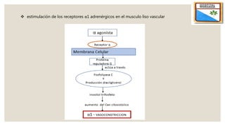  estimulación de los receptores α1 adrenérgicos en el musculo liso vascular
 
