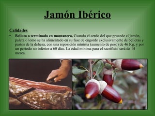 Jamón Ibérico Calidades Bellota o terminado en montanera.  Cuando el cerdo del que procede el jamón, paleta o lomo se ha alimentado en su fase de engorde exclusivamente de bellotas y pastos de la dehesa, con una reposición mínima (aumento de peso) de 46 Kg, y por un periodo no inferior a 60 días. La edad mínima para el sacrificio será de 14 meses. 