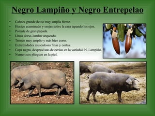 Negro Lampiño y Negro Entrepelao Cabeza grande de no muy amplia frente. Hocico acuminado y orejas sobre la cara tapando los ojos. Potente de gran papada. Línea dorso-lumbar arqueada. Tronco muy amplio y más bien corto. Extremidades musculosas finas y cortas. Capa negra, desprovistas de cerdas en la variedad N. Lampiño. Numerosos pliegues en la piel. 