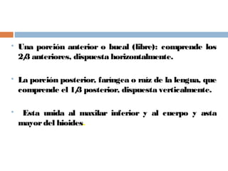  Una porción anterior o bucal (libre): comprende los
2/3 anteriores, dispuesta horizontalmente.
 La porción posterior, faríngea o raíz de la lengua, que
comprende el 1/3 posterior, dispuesta verticalmente.
 Esta unida al maxilar inferior y al cuerpo y asta
mayordel hioides.
 