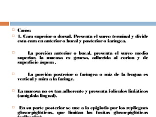  Caras:
 1. Cara superior o dorsal. Presenta el surco terminal y divide
esta cara en anterioro bucal y posterioro faríngea.
 La porción anterior o bucal, presenta el surco medio
superior, la mucosa es gruesa, adherida al corion y de
superficie áspera .
 La porción posterior o faríngea o raíz de la lengua es
vertical y mira a la faringe.
 La mucosa no es tan adherente y presenta folículos linfáticos
(amígdala lingual).
 En su parte posterior se une a la epiglotis por los repliegues
glosoepiglóticos, que limitan las fositas glosoepiglóticas
 