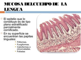 MUCOSA DELCUERPO DE LA
LENGUA
 El epitelio que lo
constituye es de tipo
plano estratificado
parcialmente
cornificado.
 En su superficie se
encuentran las papilas
linguales:
 Filiformes.
 Fungiformes.
 Caliciformes o
circunvaladas.
 Foliadas
 