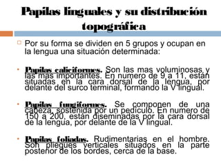 Papilas linguales y su distribución
topográfica
 Por su forma se dividen en 5 grupos y ocupan en
la lengua una situación determinada:
• Papilas caliciformes. Son las mas voluminosas y
las mas importantes. En numero de 9 a 11, están
situadas en la cara dorsal de la lengua, por
delante del surco terminal, formando la V lingual.
• Papilas fungiformes. Se componen de una
cabeza, sostenida por un pedículo. En numero de
150 a 200, están diseminadas por la cara dorsal
de la lengua, por delante de la V lingual.
• Papilas foliadas. Rudimentarias en el hombre.
Son pliegues verticales situados en la parte
posterior de los bordes, cerca de la base.
 