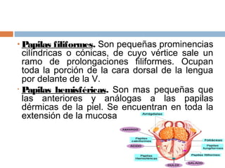 • Papilas filiformes. Son pequeñas prominencias
cilíndricas o cónicas, de cuyo vértice sale un
ramo de prolongaciones filiformes. Ocupan
toda la porción de la cara dorsal de la lengua
por delante de la V.
• Papilas hemisféricas. Son mas pequeñas que
las anteriores y análogas a las papilas
dérmicas de la piel. Se encuentran en toda la
extensión de la mucosa lingual.
 