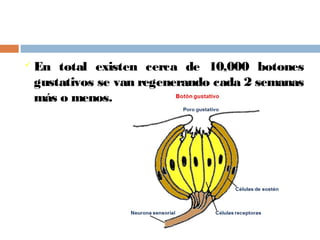  En total existen cerca de 10,000 botones
gustativos se van regenerando cada 2 semanas
más o menos.
 