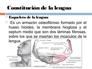 Constitución de la lengua
 Esqueleto de la lengua:
 Es un armazón osteofibroso formado por el
hueso hioides, la membrana hioglosa y el
septum medio que son dos láminas fibrosas,
sobre los que se insertan los músculos de la
lengua.
 